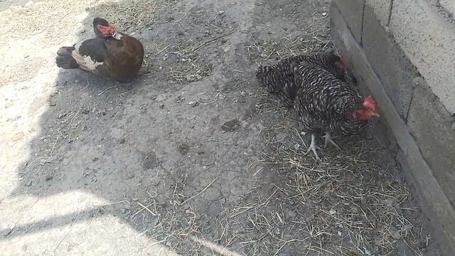 утки и куры