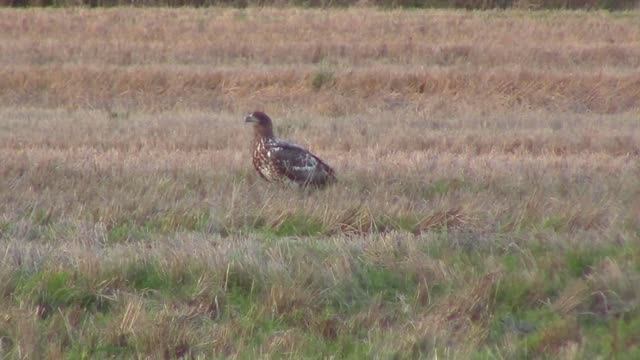 Орёл на охоте / Eagle on hunting