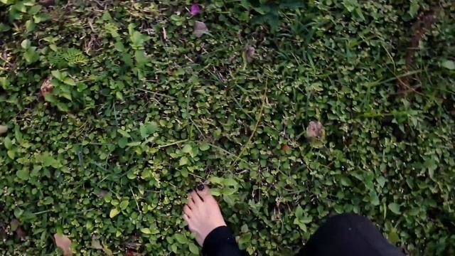 3568955-hd_1906_1080_30fps