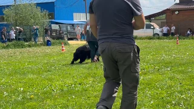 6 Отл. GARRY First Of The Best +++ №82. КЧК БРОННИЦЫ 25 мая`25 Bogoeski/Васильев Моно нем.овчарок