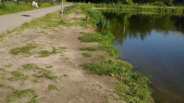водные развлечения Лиса и Буча