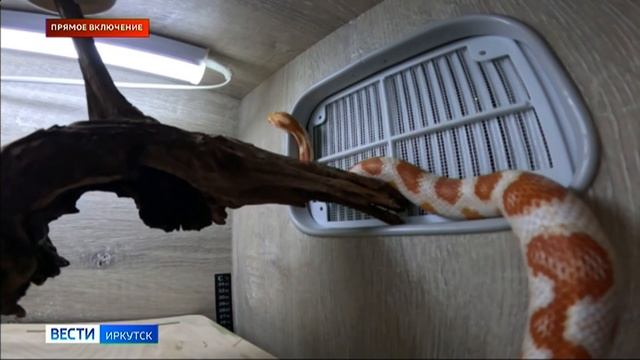 Прямое включение с выставки рептилий в Иркутском зоосаде