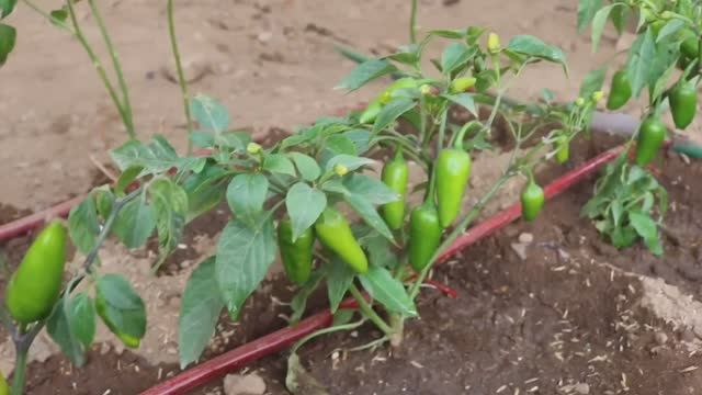 Капельный полив самотёком без насоса из бочки на 200 л с регулировкой каждому растению