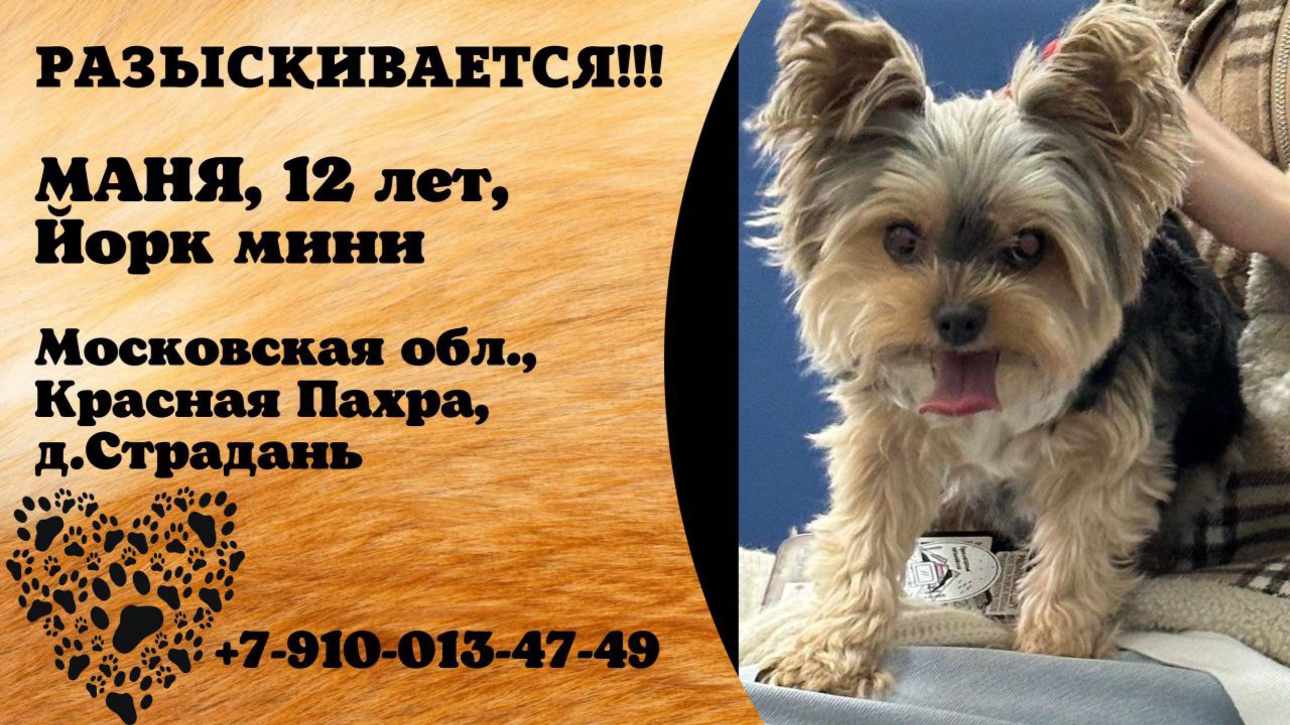 Пропала собака! МАНЯ, 12 лет, Йорк мини. Московская обл., Красная Пахра, д.Страдань.