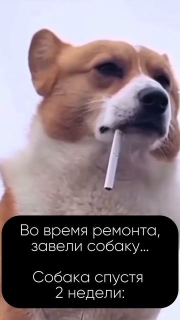 Собаки тоже волнуются 🙈