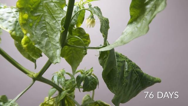 Growing JAMAICAN BELL PEPPER Time-lapse