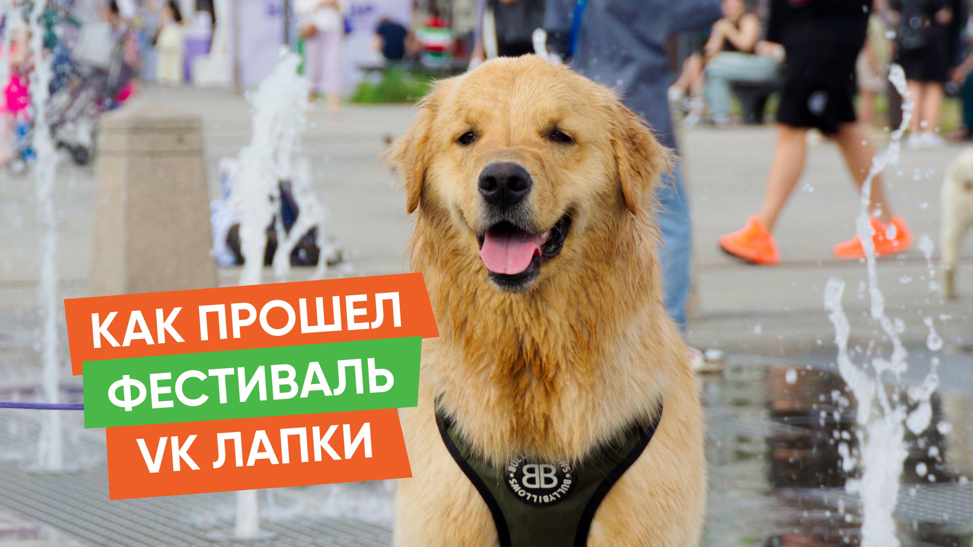 Пушистый праздник на весь парк. ВК Лапки
