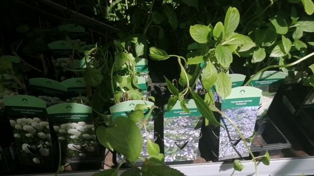 Лемана Про! Садовый павильон! Саженцы плодовые, декоративные на любой вкус и кошелёк!