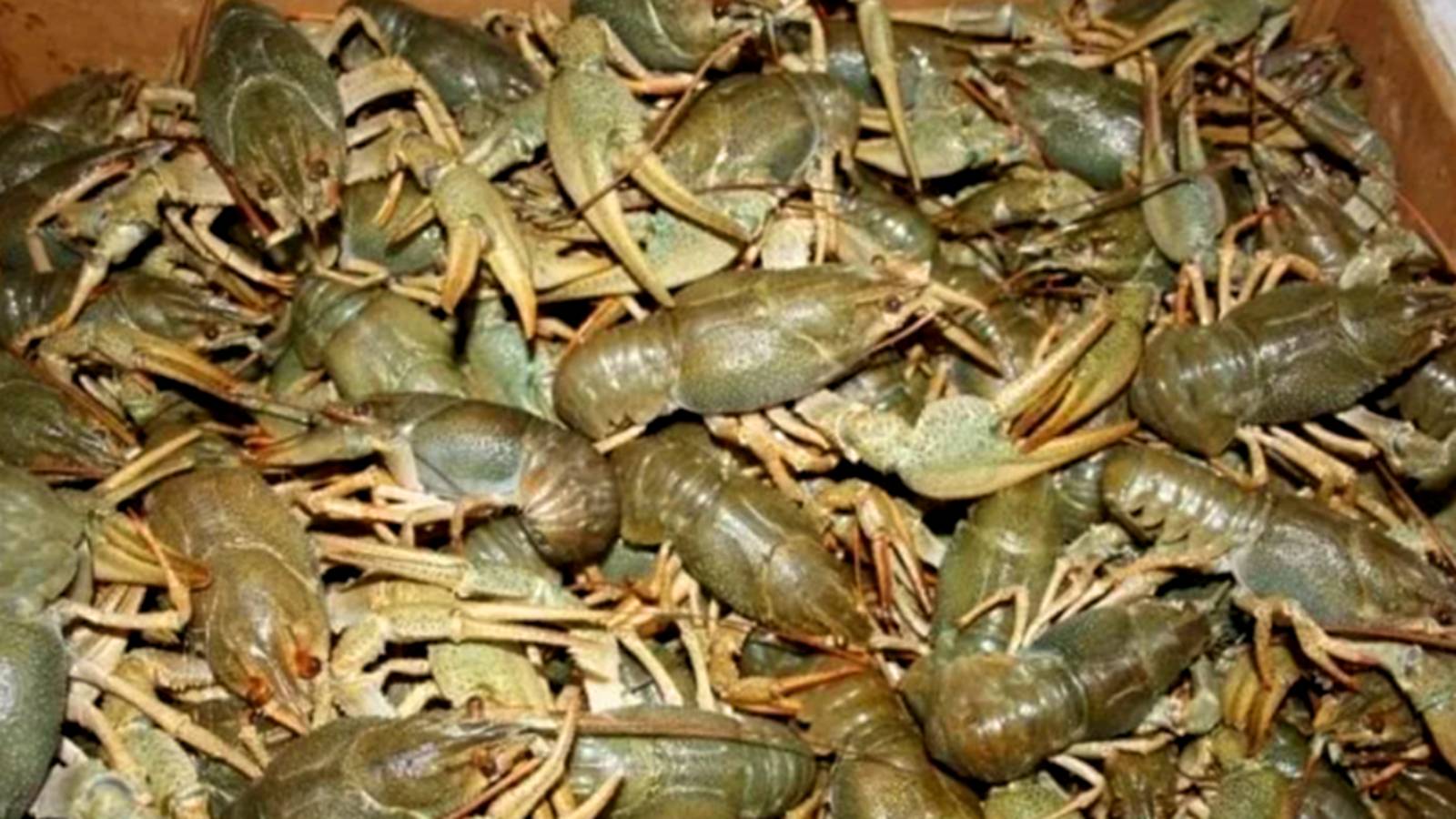 РАКИ ПРУТ НА ЭТУ ПРИМАНКУ! ЛУЧШАЯ ПРИМАНКА ДЛЯ ЛОВЛИ РАКОВ! ЛОВЛЯ РАКОВ. РЫБАЛКА НА РАКОВ.