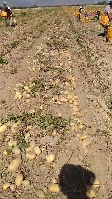Актриса картофель Иссик Куль элита. (2)