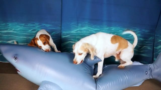 Dogs vs Shark Prank: Funny Dogs Maymo & Potpie Underwater Shark & Octopus Adventure