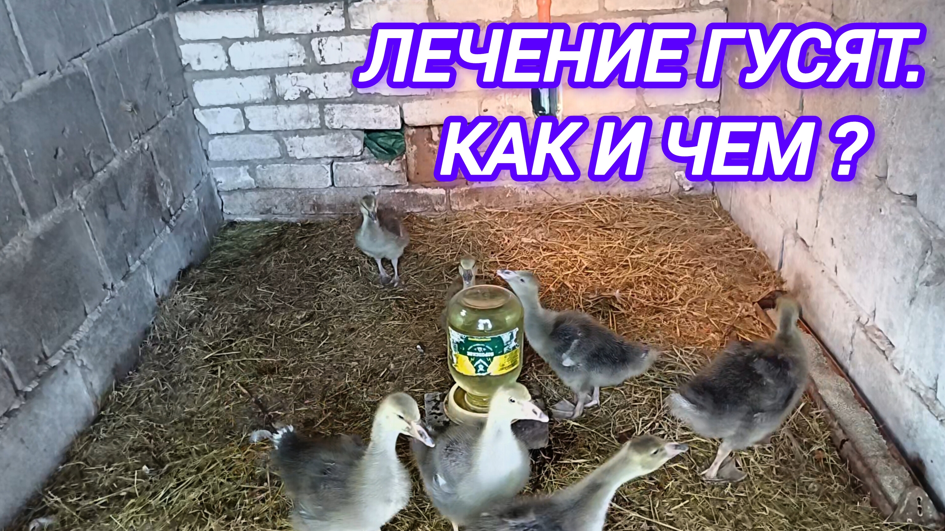 ЛЕЧЕНИЕ ГУСЯТ. КАК И ЧЕМ?