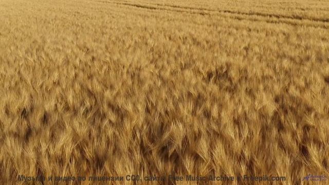Природа и музыка объединились - смотри срочно - emulsifier barok -- Yellow Omm -- Unnamed album