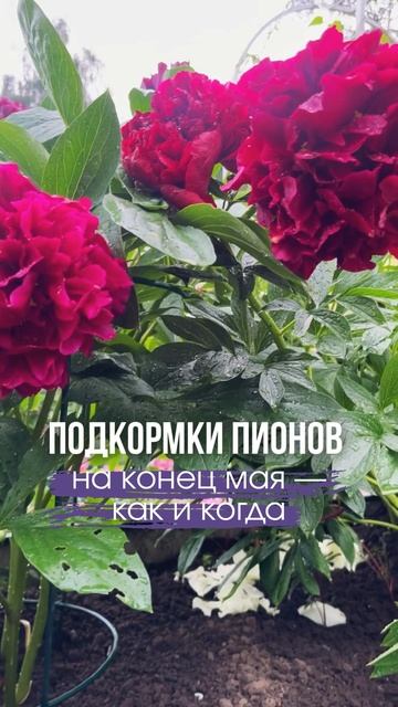 🌺Подкормки пионов на конец мая — как и когда