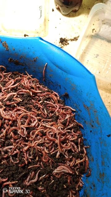 Червь для рыбалки 🎣 ДЕНДРОБЕНА