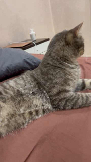 Котейка 🐱
