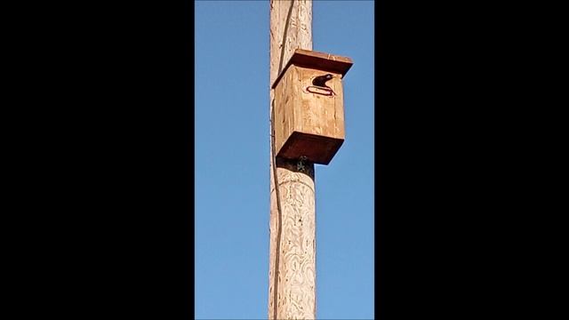 Скворцы. Птицы