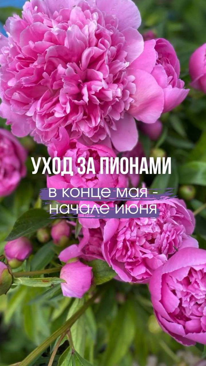 🌺Уход за пионами в конце мая – начале июня