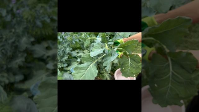 Капуста кольраби 🥬