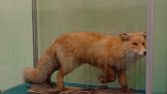 Музей Энгельса