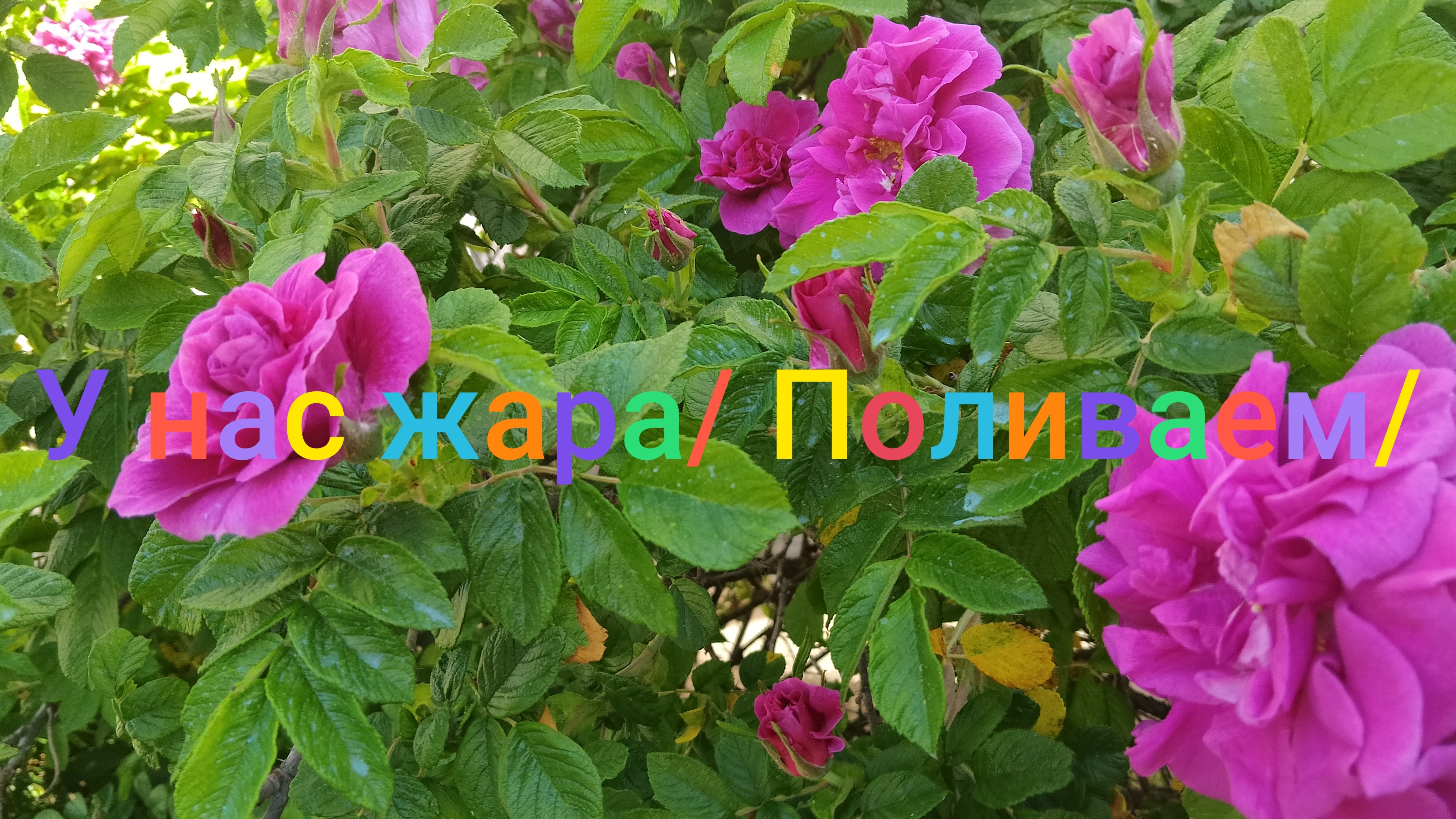 Я жадная или экономная? В воскресенье 1 июня/ У нас жара, поливаем/