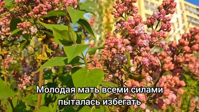 "Да брось ты свою жену и женись на любовнице" - Невестка