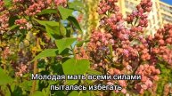 "Да брось ты свою жену и женись на любовнице" - Невестка
