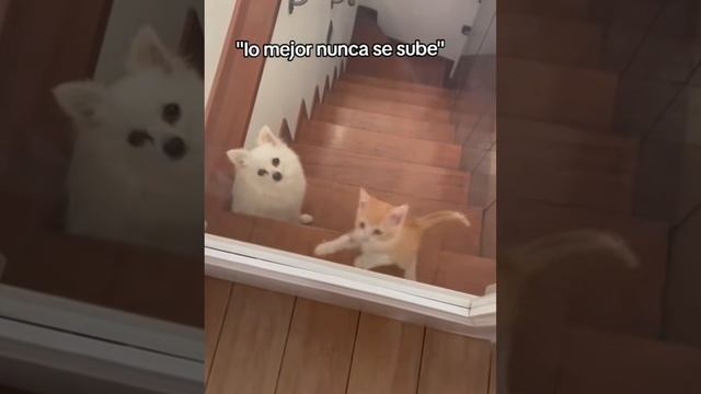 Котики