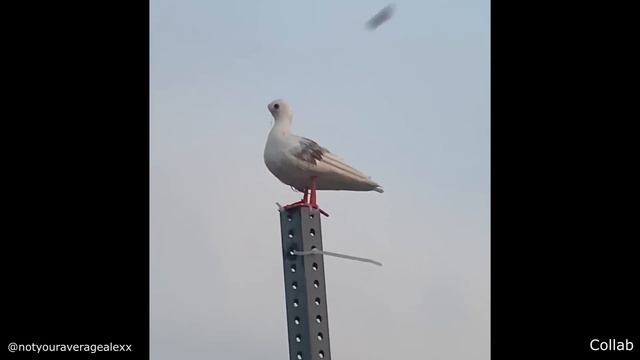 This Delivery Guy is Built Different