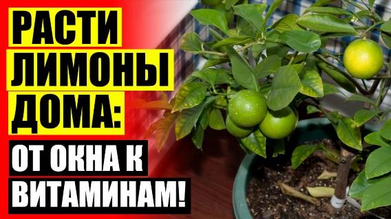 💯 Выращивание лимона из черенка в домашних условиях ⚠ Купить цитрусовое дерево в горшке