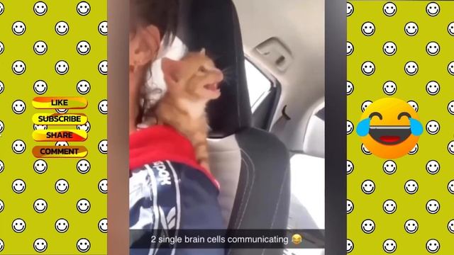 Самые смешные видео с животными в этом году. (The FUNNIEST pet videos of the year! 🤣)