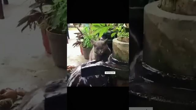 Котики