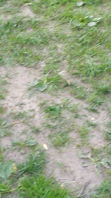 #котики #смешныекошки #природа