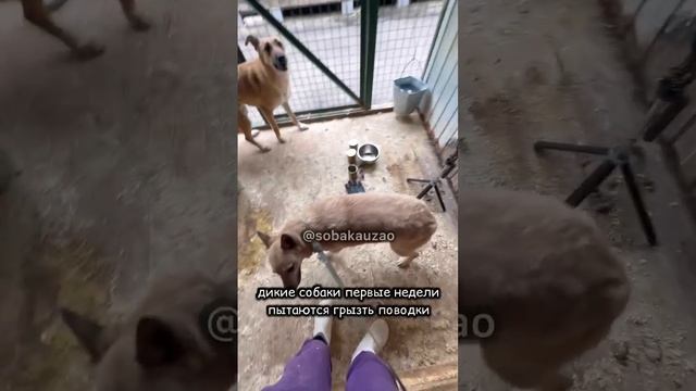 Дикая собака впервые вышла гулять и одела шлейку. Собака Юзао