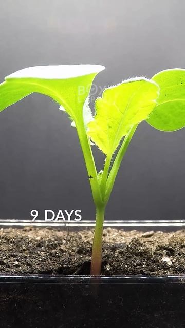 20 Days in 20 Seconds - Radish