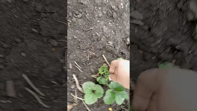 1000018125.mp4