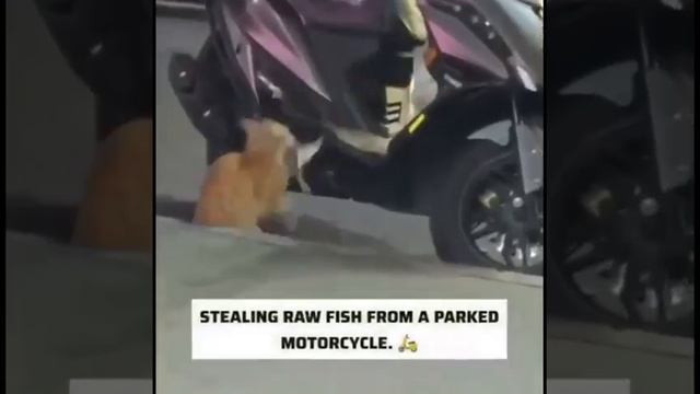 Поймали преступника🤣