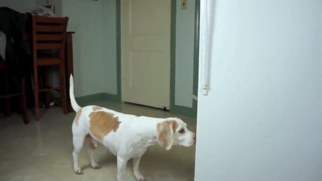 Dogs vs Giant Pickle in Disguise Prank: Funny Dogs Maymo & Potpie