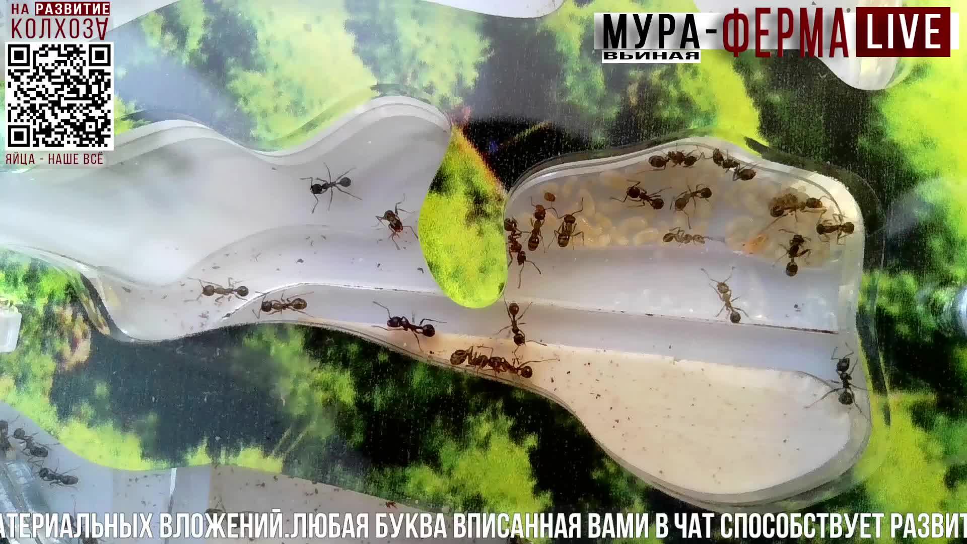 МУРА-ферма LIVE.Бункер 53.Муравьиная ферма!Муравьи Жнецы.+радио "Мураши LIVE".