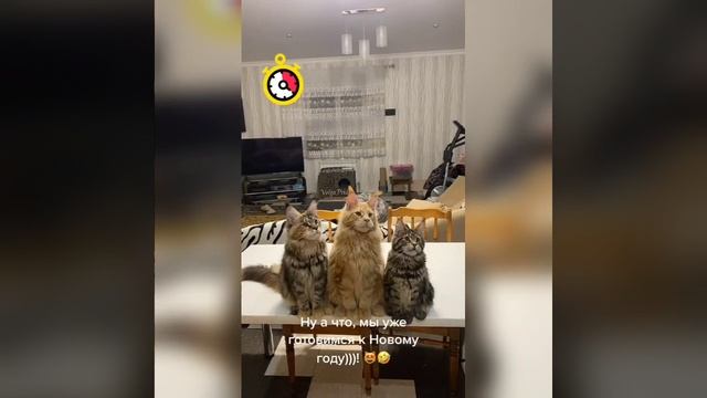 Наш TG https://t.me/liveofcats