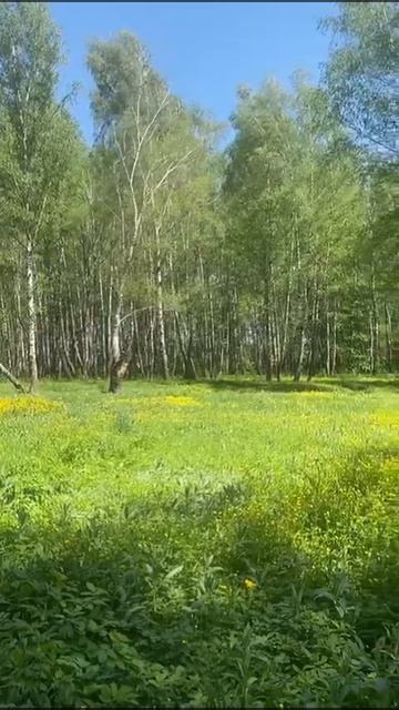 опушка...
