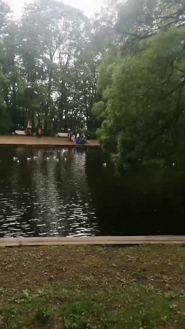 Прожорливые Питерские серые вороны