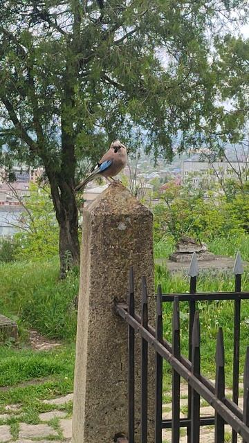Небесная гостья - красавица сойка 🐦 #nature  #birds #природа #птицы #сойка #пернатые #животные