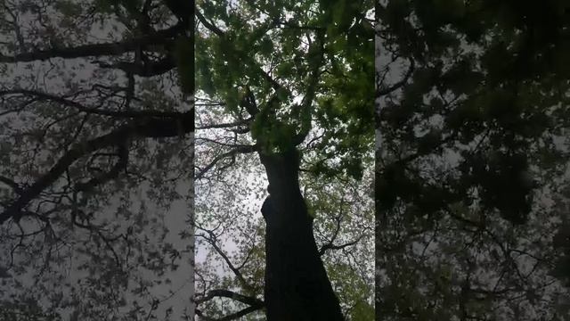 Парк культуры и отдыха им. Кирова Санкт-Петербург