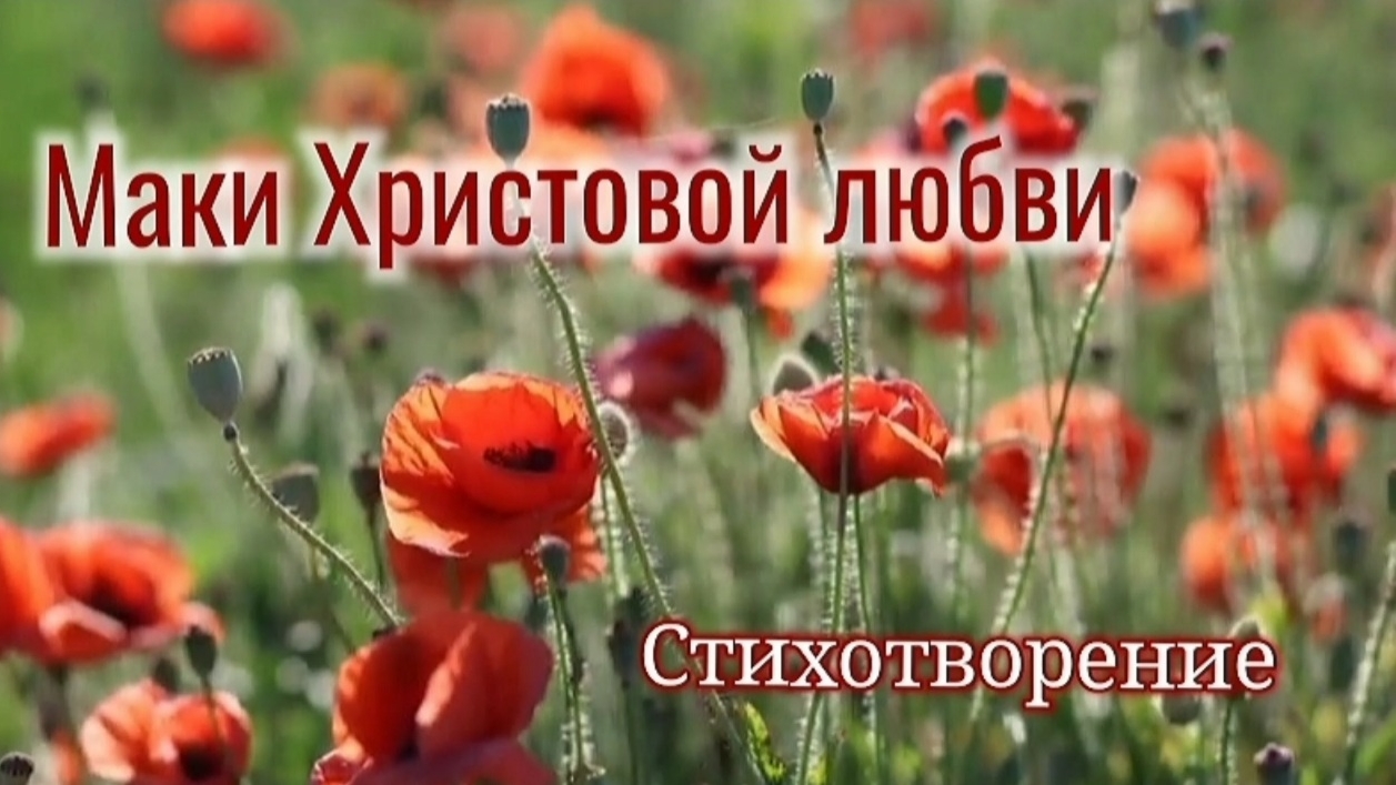 Маки Христовой любви | стихи христианские