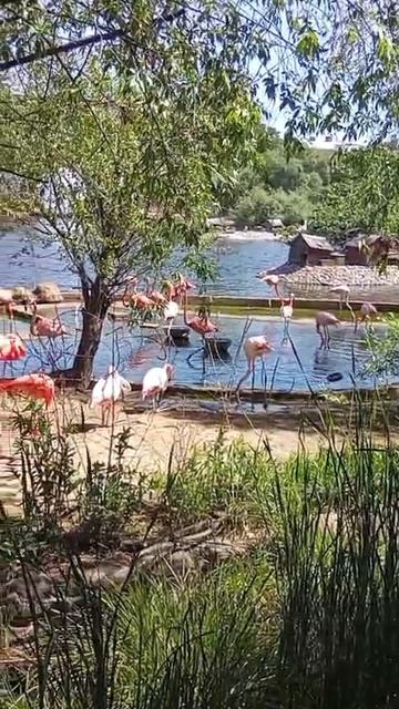 Фламинго в Московском зоопарке