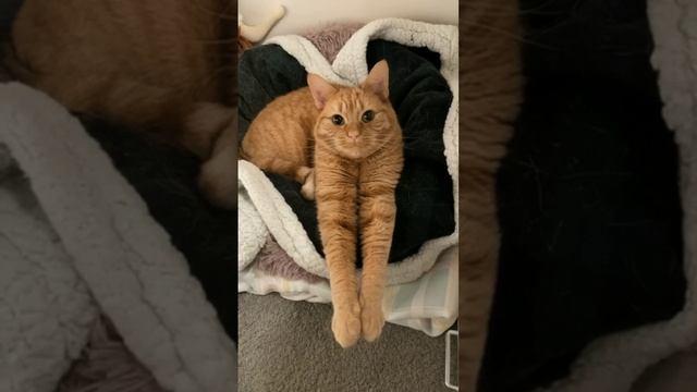 Наш TG https://t.me/liveofcats