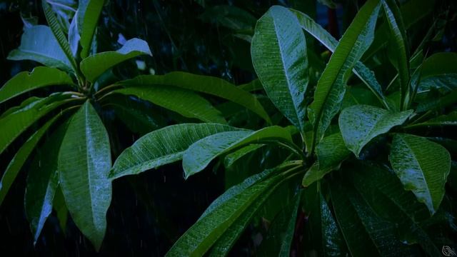 Rain and Thunder Sounds for Sleep and Relaxation