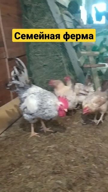 Домашняя ферма. Петух и курица☺