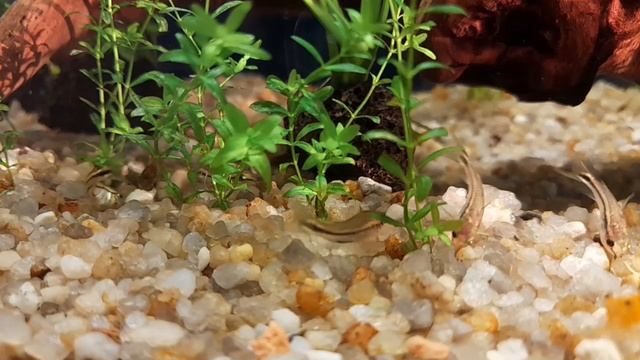 Коридорас Пигмей